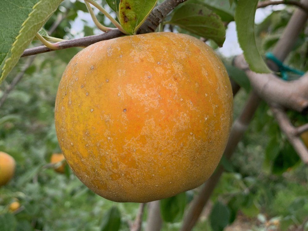 Image: Golden Russet Apple